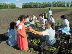 Little girl brings a cup of water to older girls harvesting vegetables